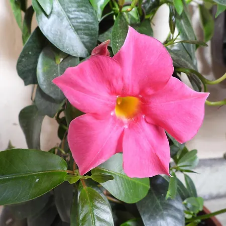 Berger ミッタージル